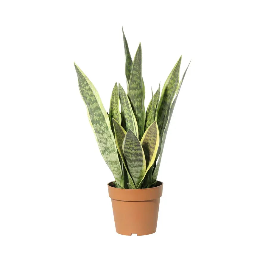 Potted Artificial Mother-In-Law'S Tongue Snake Plant 70cm